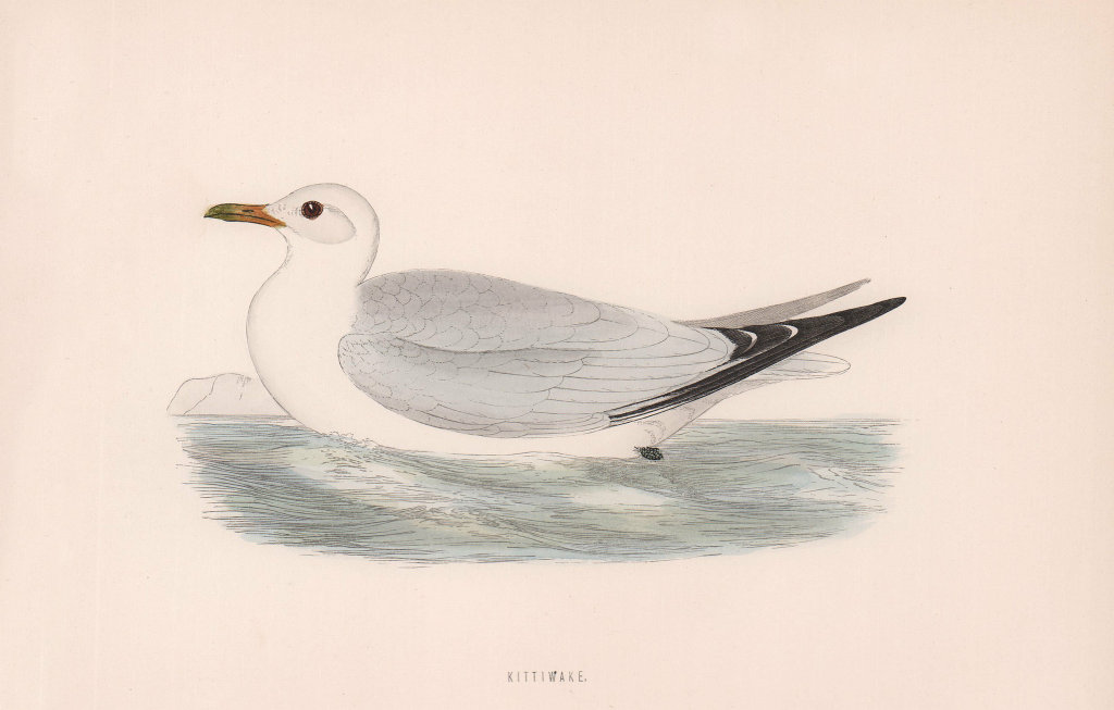 Kittiwake. Morris's British Birds. Antique colour print 1870 old