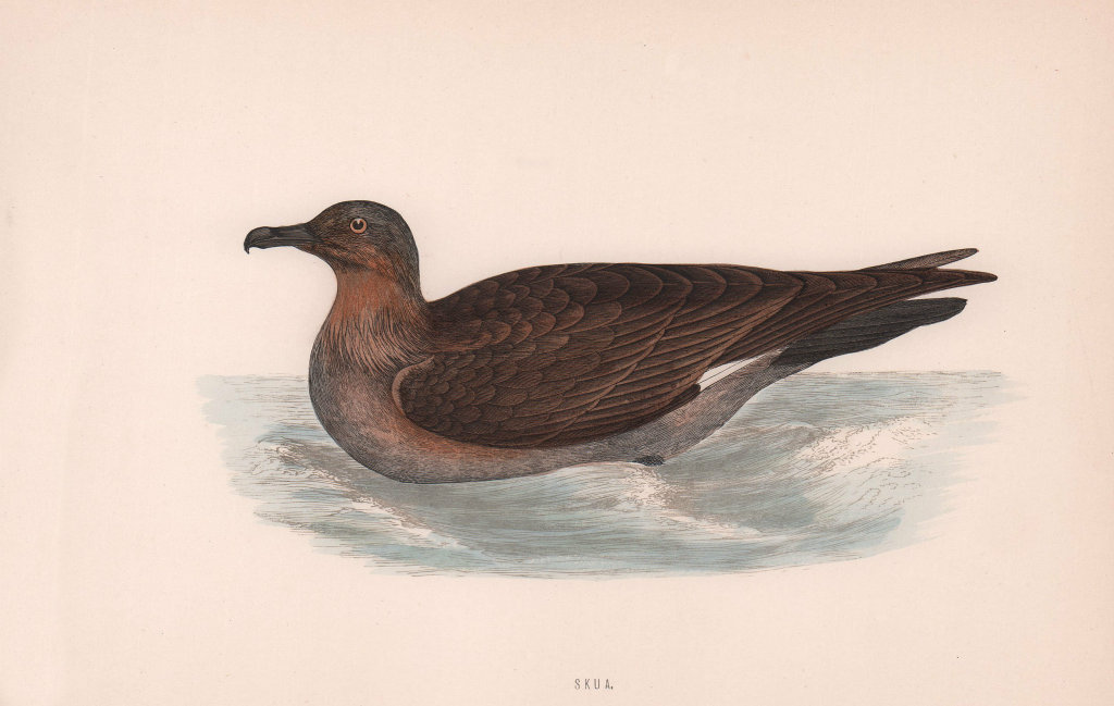 Skua. Morris's British Birds. Antique colour print 1870 old