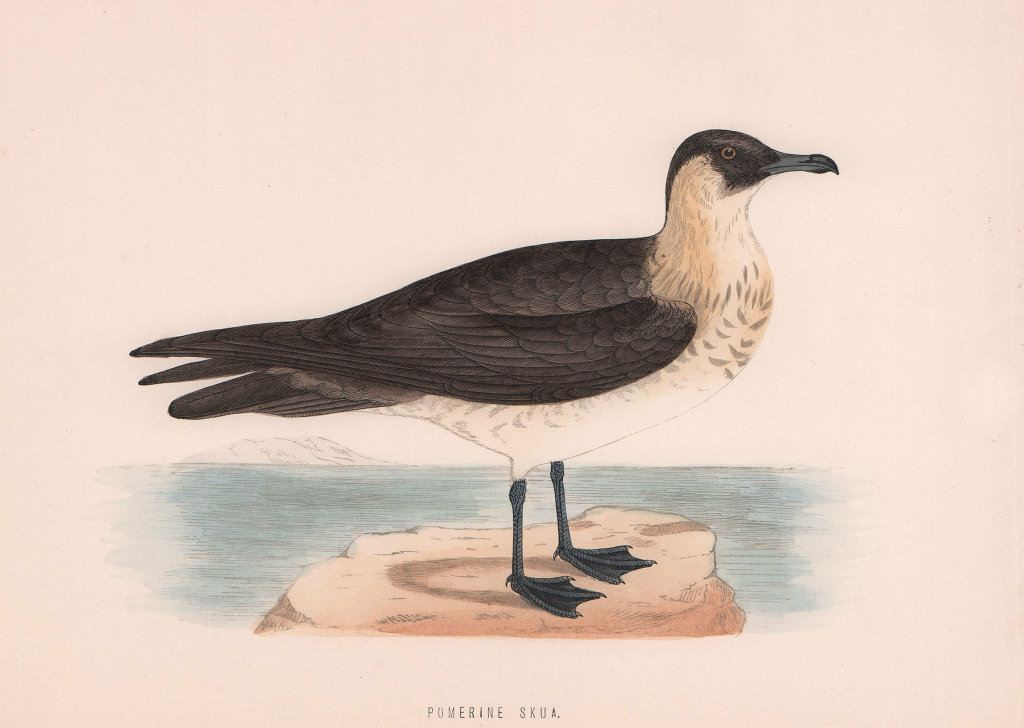 Pomerine Skua. Morris's British Birds. Antique colour print 1870 old