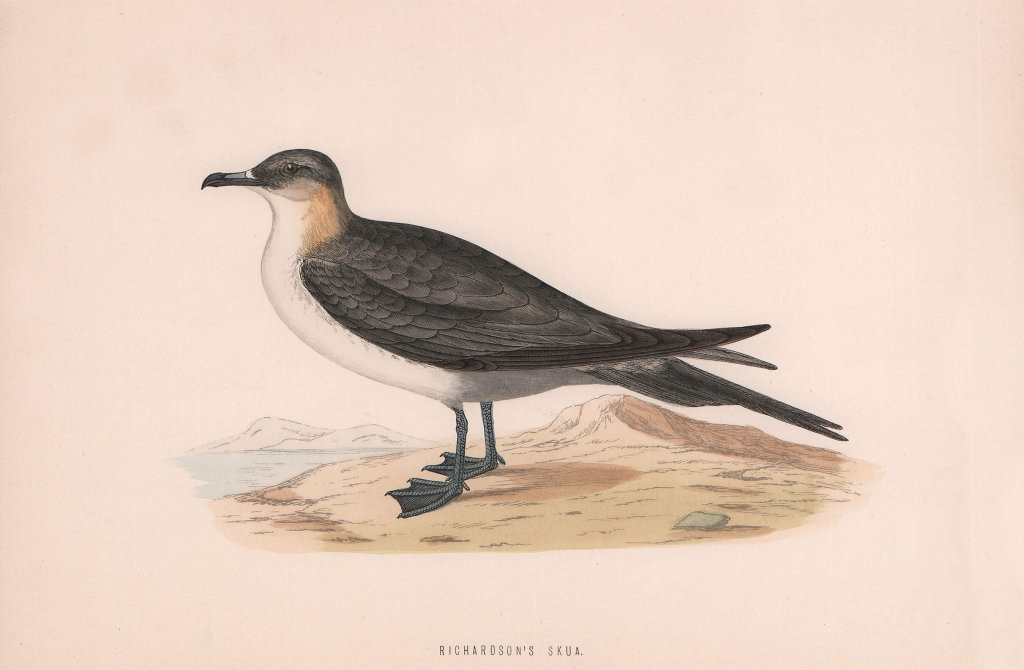 Richardson's Skua. Morris's British Birds. Antique colour print 1870 old