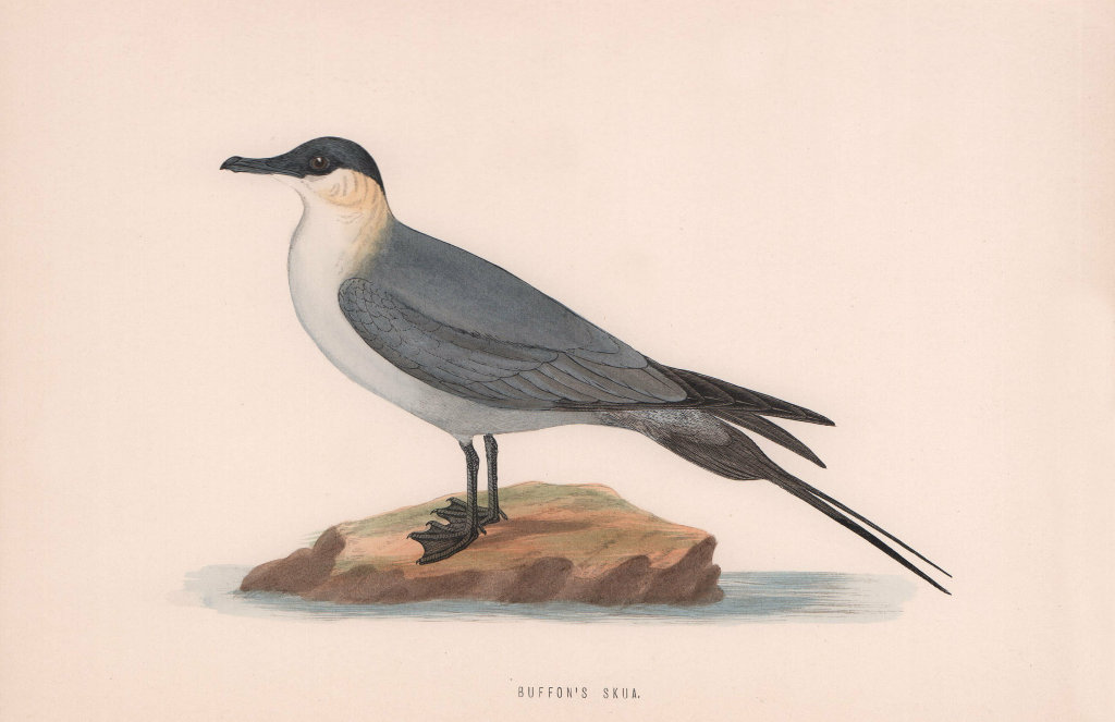 Associate Product Buffon's Skua. Morris's British Birds. Antique colour print 1870 old
