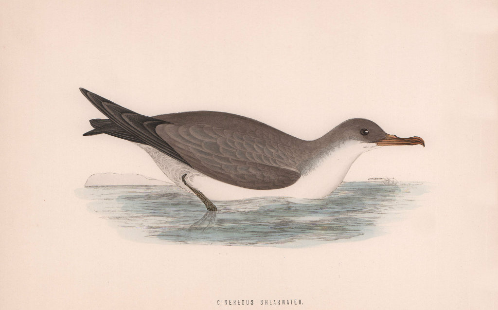Cinereous Shearwater. Morris's British Birds. Antique colour print 1870