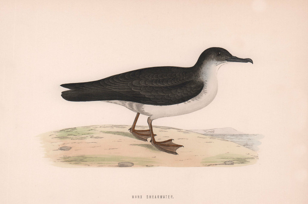 Manx Shearwater. Morris's British Birds. Antique colour print 1870 old