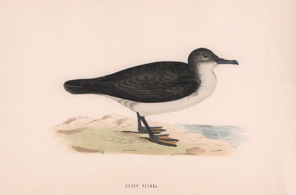 Dusky Petrel. Morris's British Birds. Antique colour print 1870 old