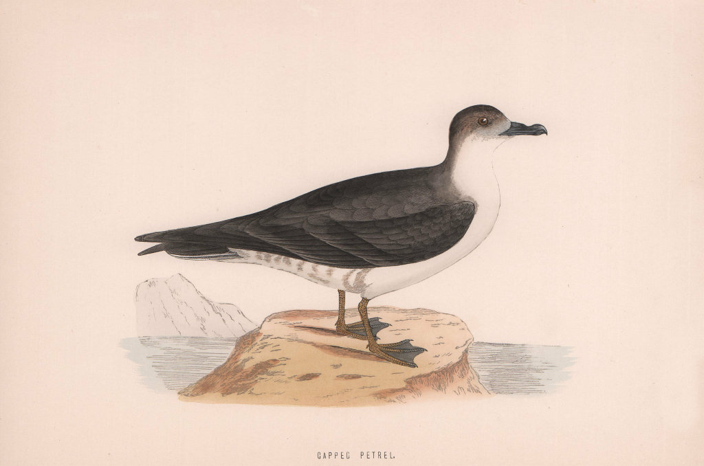 Capped Petrel. Morris's British Birds. Antique colour print 1870 old