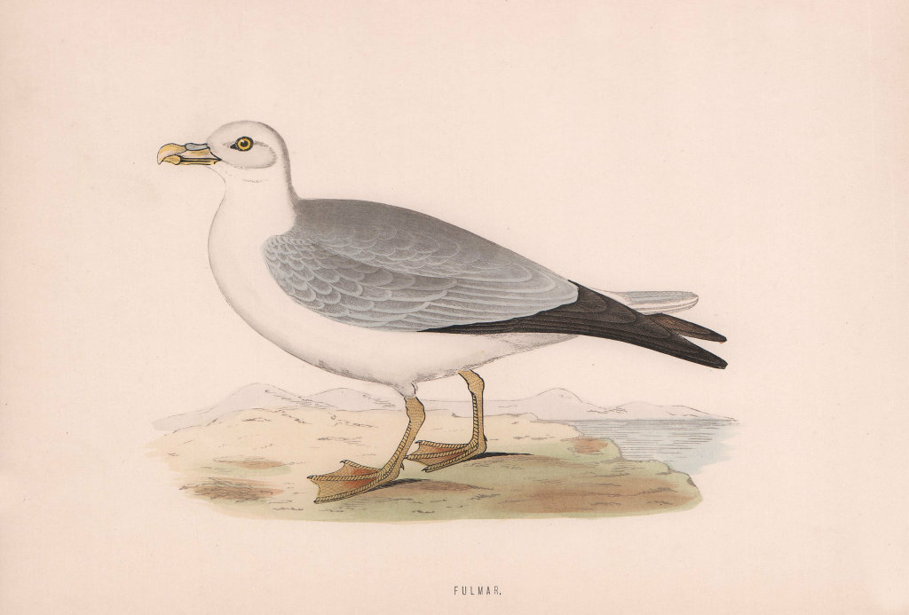 Fulmar. Morris's British Birds. Antique colour print 1870 old
