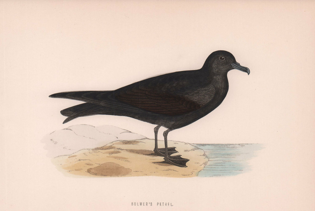 Bulwer's Petrel. Morris's British Birds. Antique colour print 1870 old