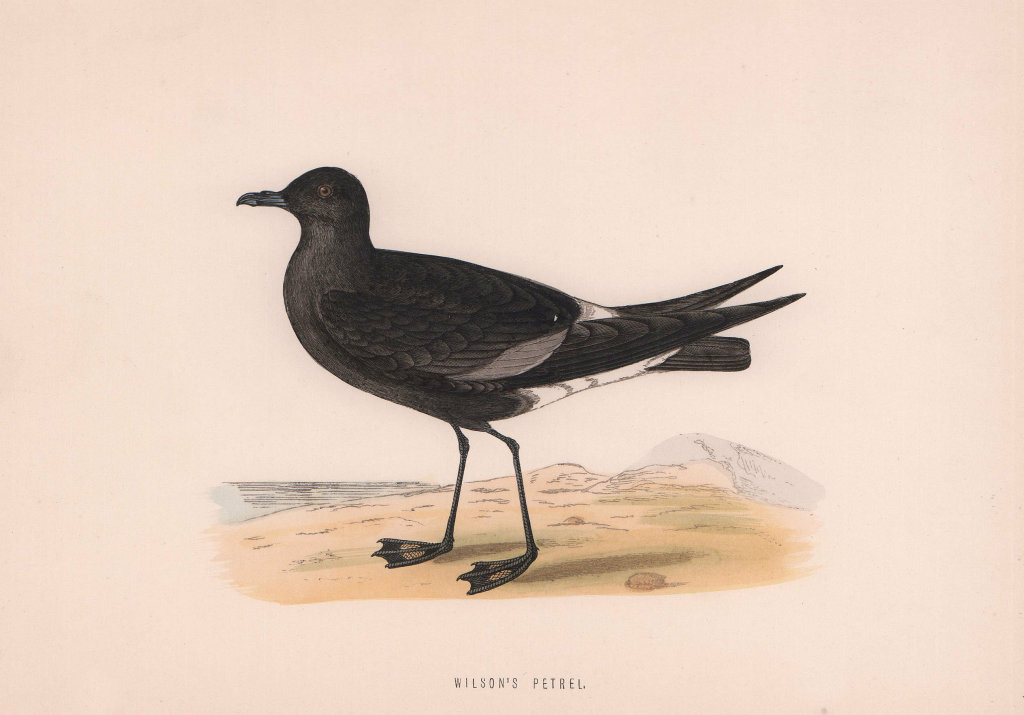 Wilson's  Petrel. Morris's British Birds. Antique colour print 1870 old