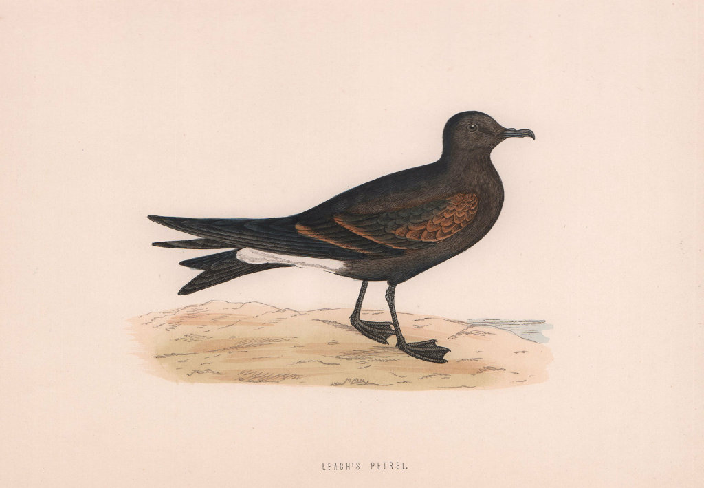 Leach's Petrel. Morris's British Birds. Antique colour print 1870 old