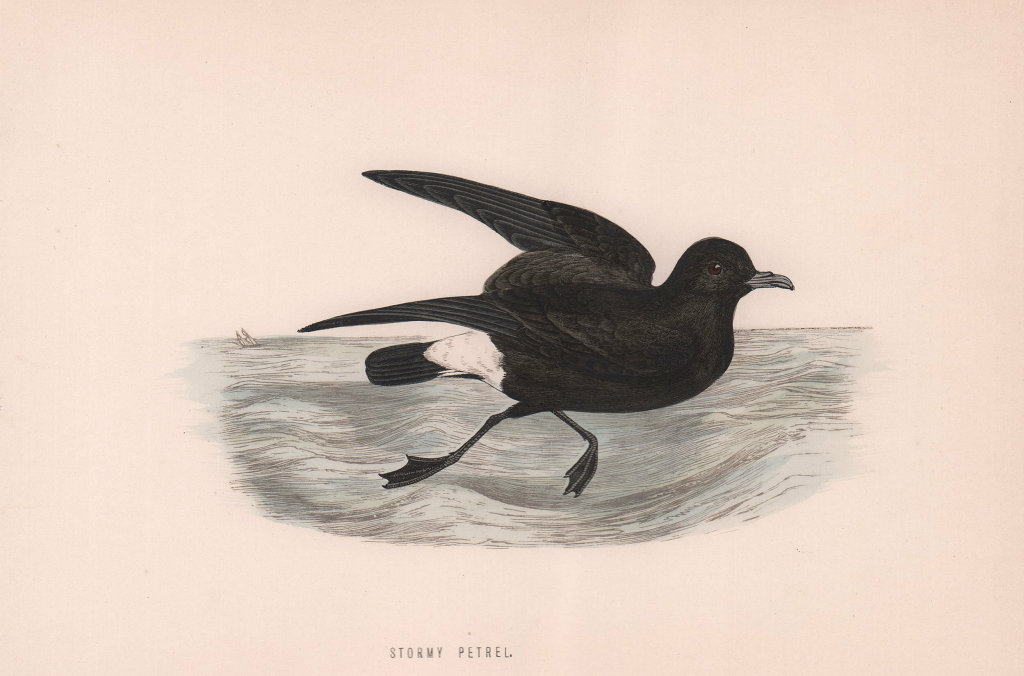 Stormy Petrel. Morris's British Birds. Antique colour print 1870 old