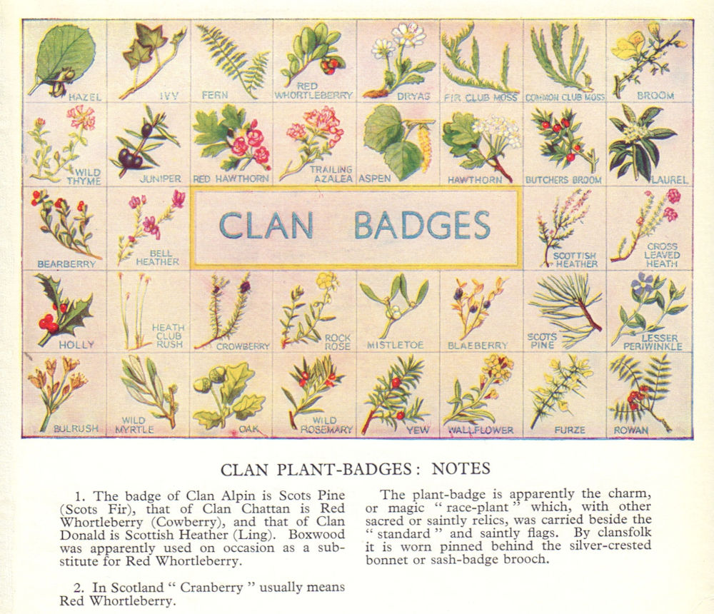 Clan badge. Plants. Scotland Scottish clans 1963 old vintage print picture