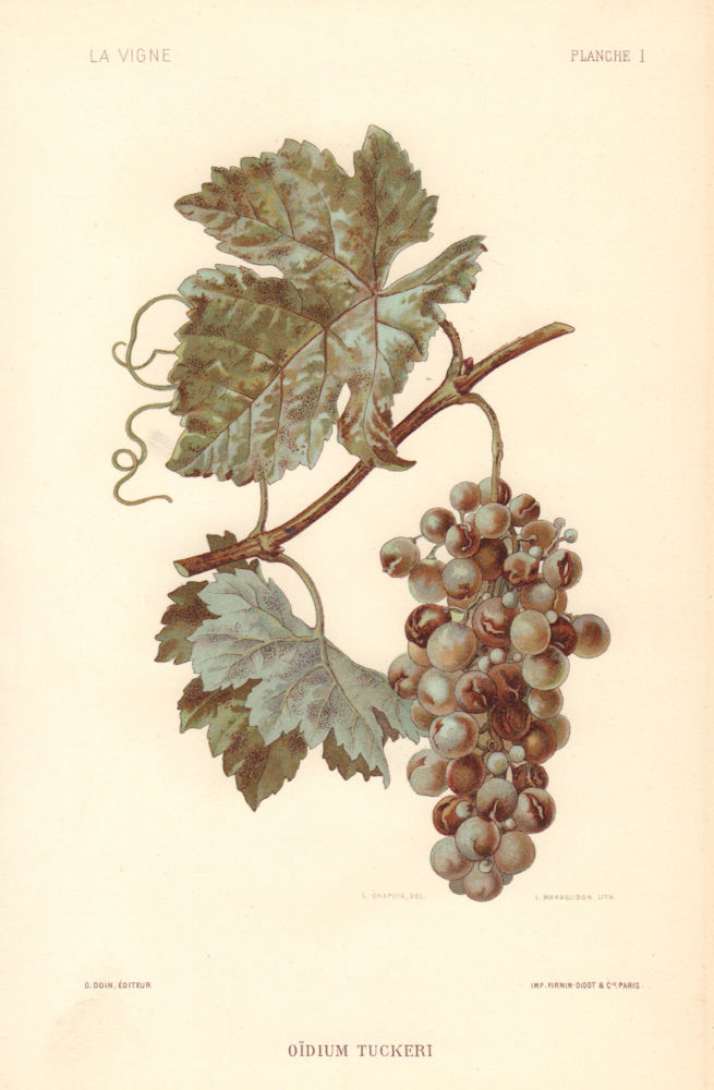 Oïdium Tuckeri. Powdery Mildew. Grapevine diseases. Wine 1901 old print