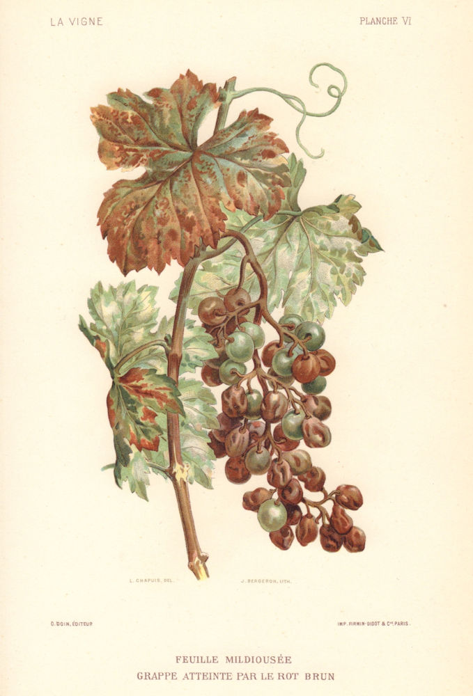 Feuille mildiousée. Rot Brun. Downy mildew. Grapevine disease. Wine 1901 print