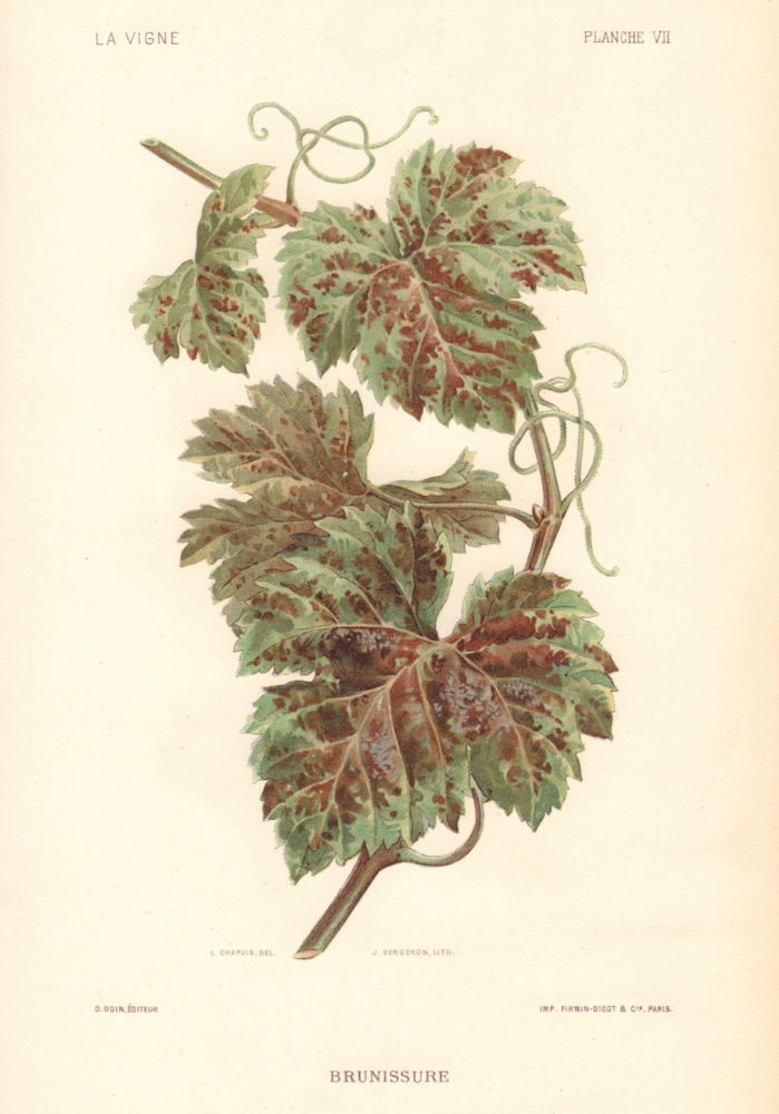 Brunissure. Plasmodiophora Vitis. Grapevine diseases. Wine 1901 old print