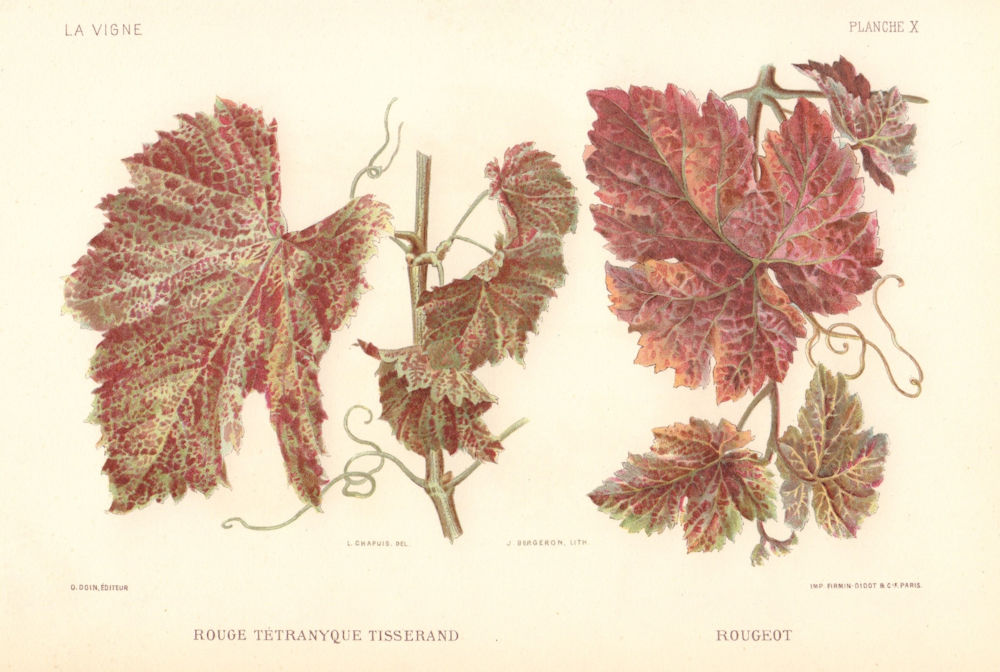 Rouge Tetranyque Tisserand Rougeot. Red Spider mite. Grapevine disease Wine 1901