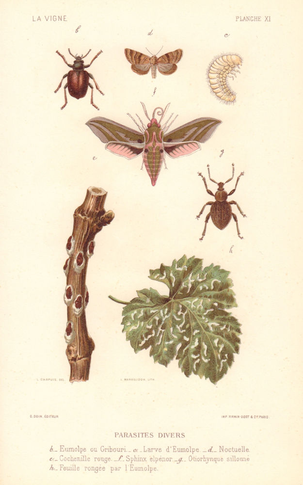 Parasites divers. Miscellaneous pests. Grapevine diseases. Wine 1901 old print