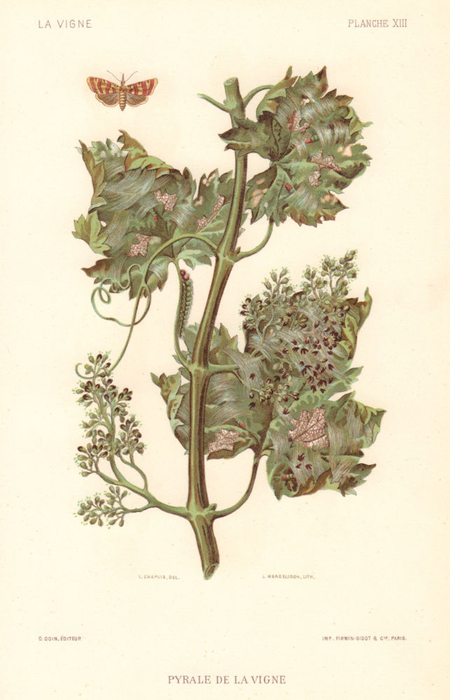 Pyrale de la Vigne. Vine moth. Grapevine diseases. Wine 1901 old antique print