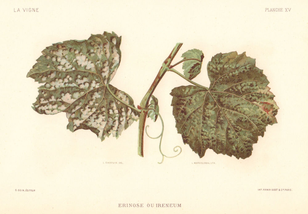 Erinose ou Ireneum. Grapevine blister mite. Grapevine diseases. Wine 1901