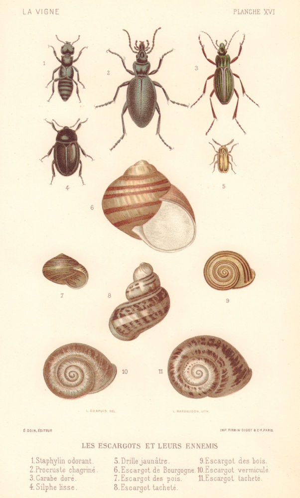Escargots & leurs ennemis. Snails & their enemies. Grapevine diseases. Wine 1901