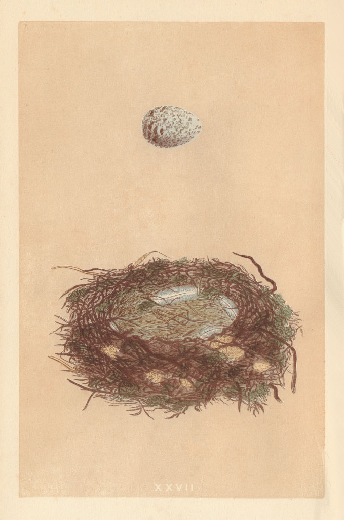 BRITISH BIRD EGGS & NESTS. Great Shrike. MORRIS 1866 old antique print picture