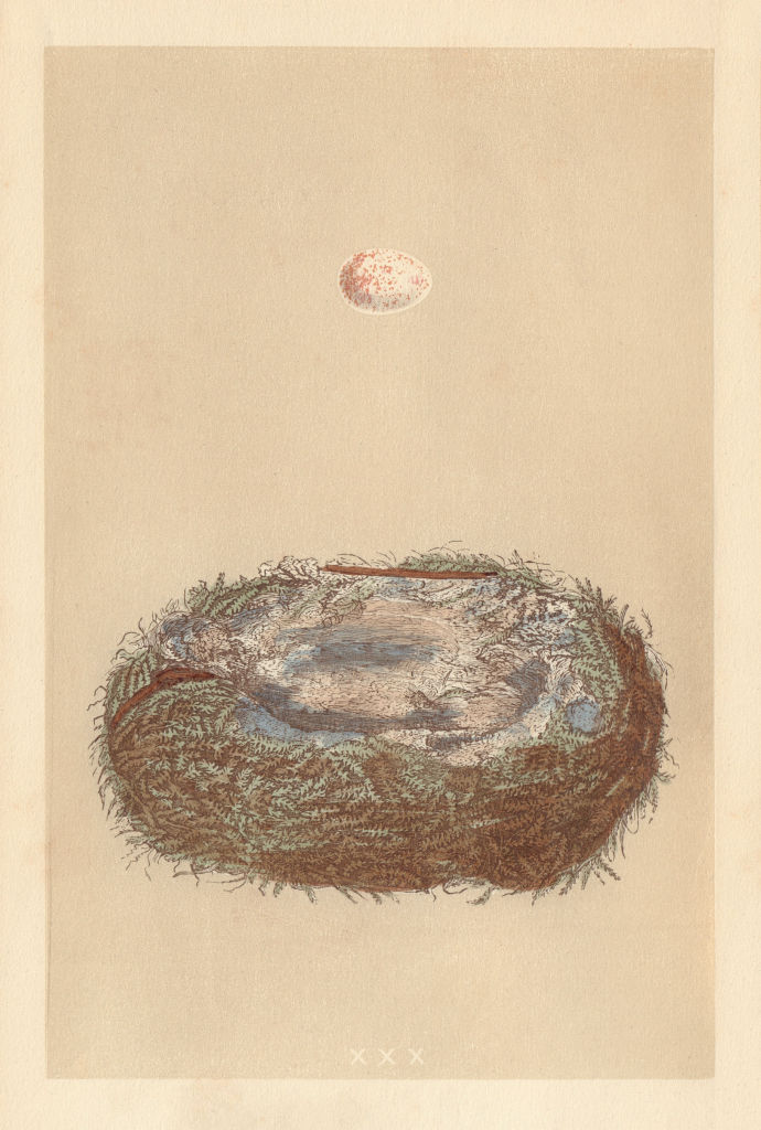 BRITISH BIRD EGGS & NESTS. Great Tit. MORRIS 1866 old antique print picture