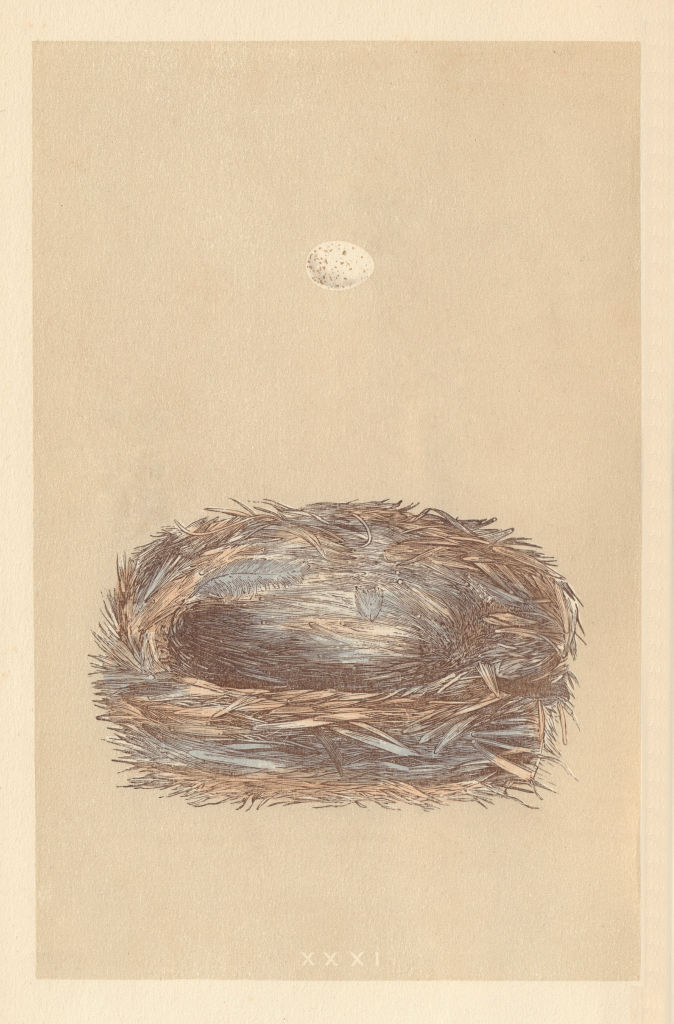 BRITISH BIRD EGGS & NESTS. Cole Tit. MORRIS 1866 old antique print picture