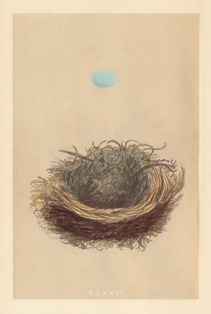 BRITISH BIRD EGGS & NESTS. Pied Flycatcher. MORRIS 1866 old antique print