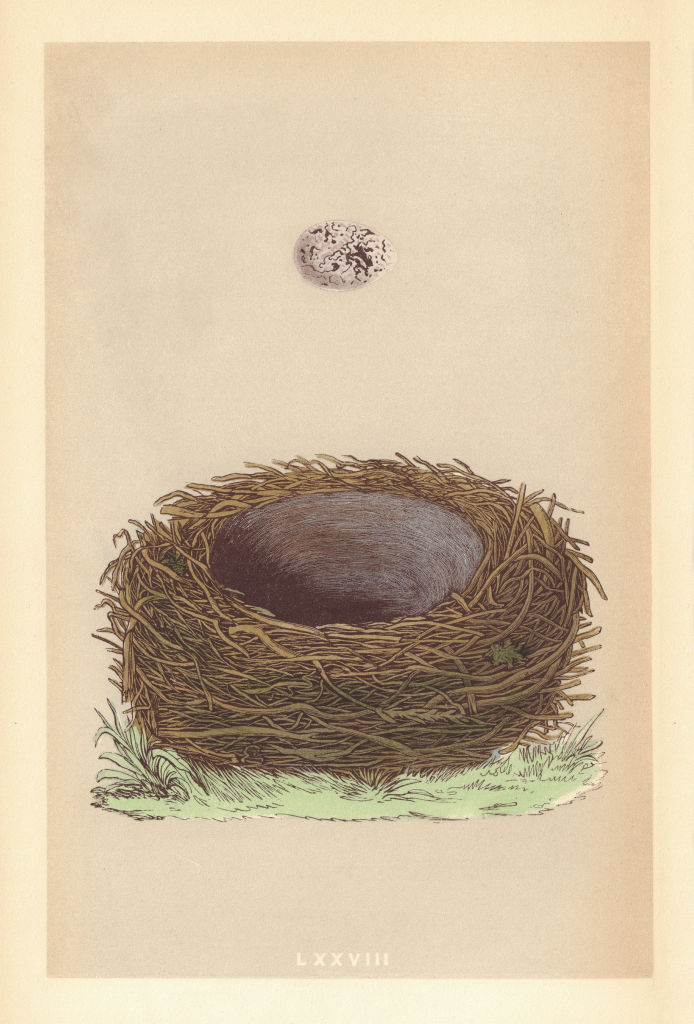 BRITISH BIRD EGGS & NESTS. Yellow-Hammer. MORRIS 1866 old antique print