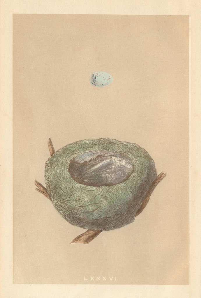 BRITISH BIRD EGGS & NESTS. Goldfinch. MORRIS 1866 antique print picture