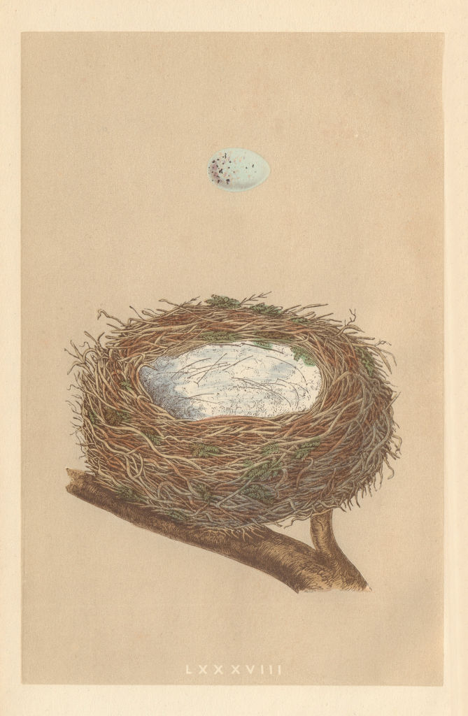 BRITISH BIRD EGGS & NESTS. Linnet. MORRIS 1866 old antique print picture