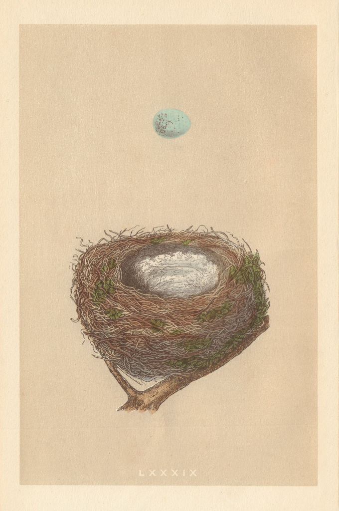 BRITISH BIRD EGGS & NESTS. Redpole. MORRIS 1866 old antique print picture