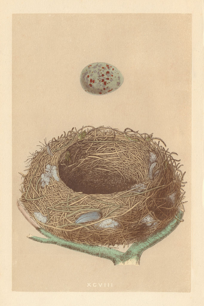 BRITISH BIRD EGGS & NESTS. Missel Thrush. MORRIS 1866 old antique print