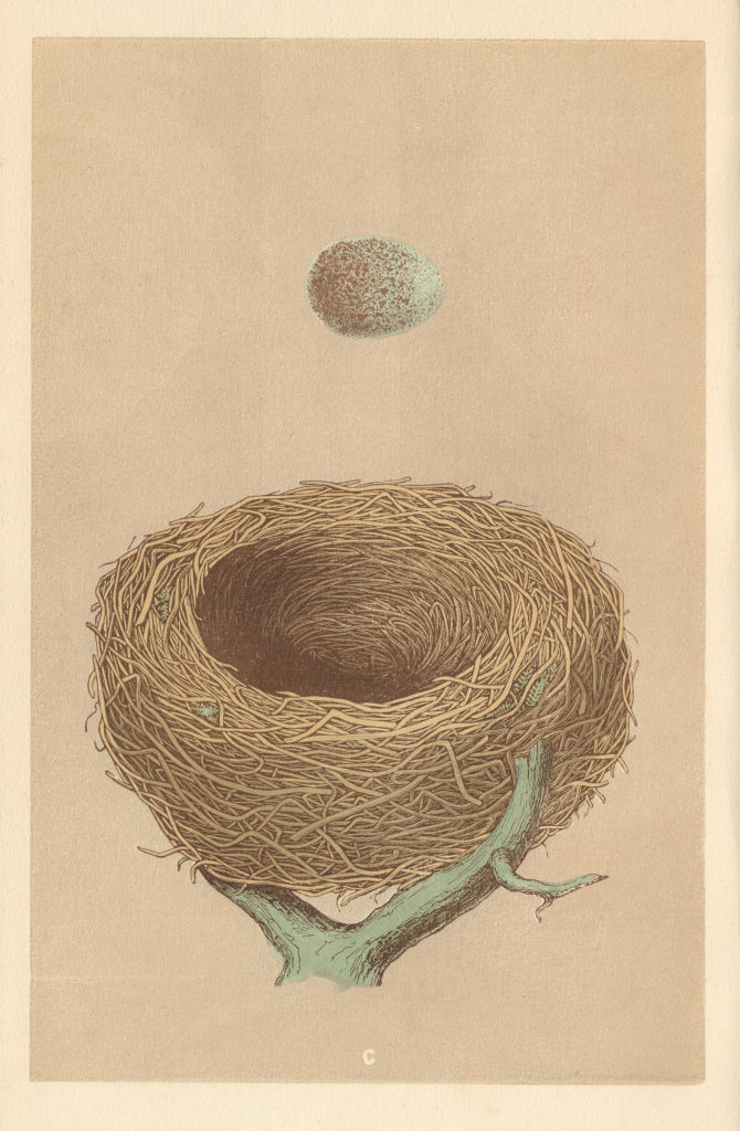 BRITISH BIRD EGGS & NESTS. Redwing. MORRIS 1866 old antique print picture
