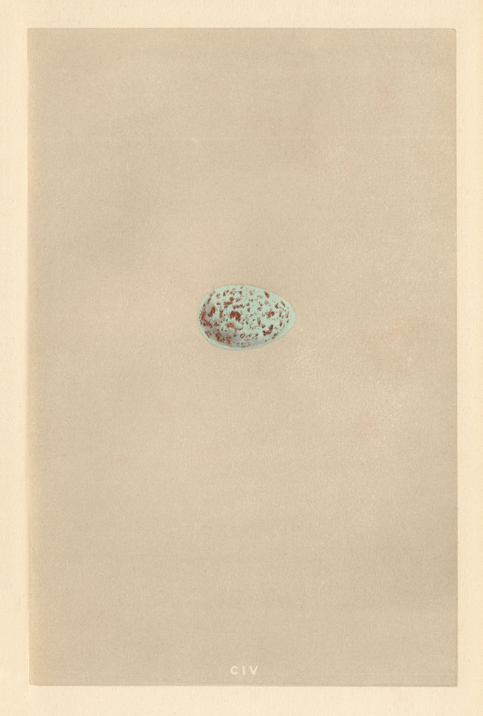 BRITISH BIRD EGGS. Ring Ouzel. MORRIS 1866 old antique vintage print picture