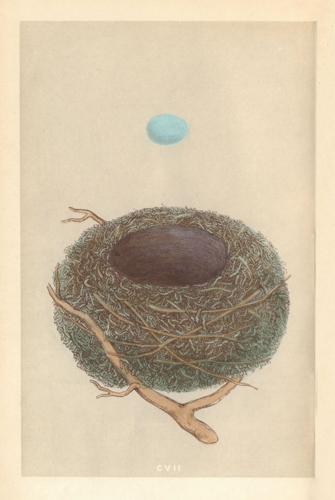 BRITISH BIRD EGGS & NESTS. Dunnock. MORRIS 1866 old antique print picture