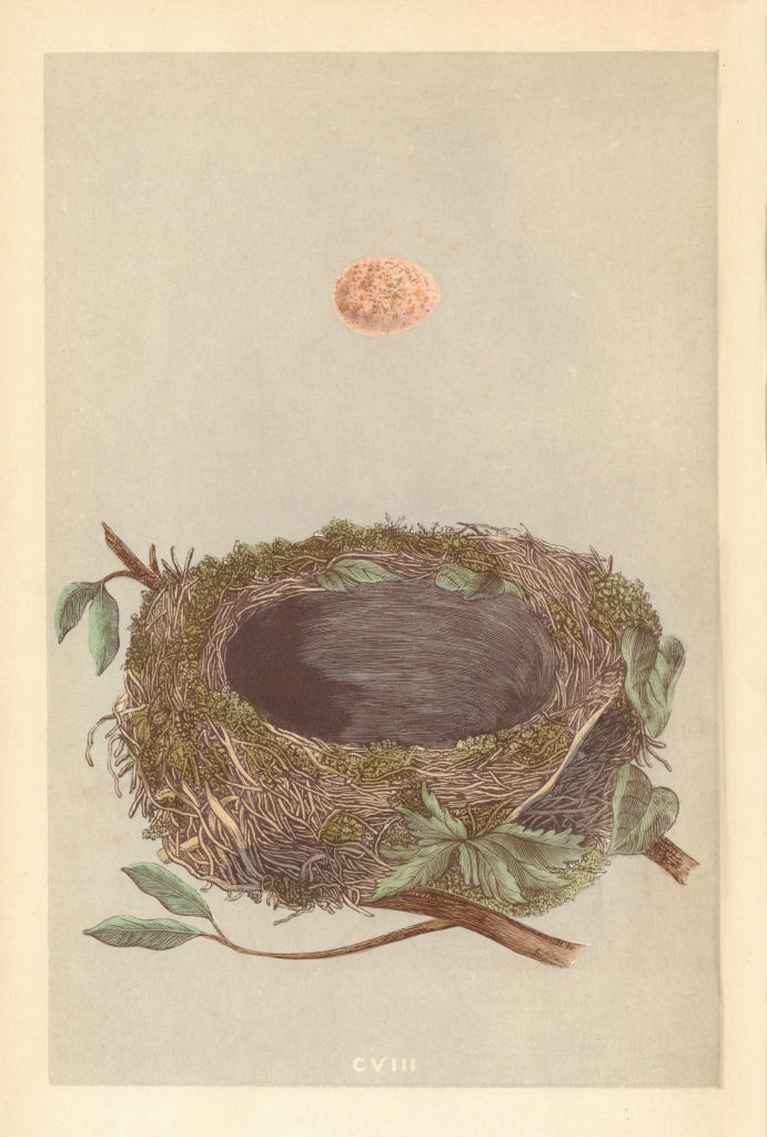 BRITISH BIRD EGGS & NESTS. Redbreast. MORRIS 1866 old antique print picture