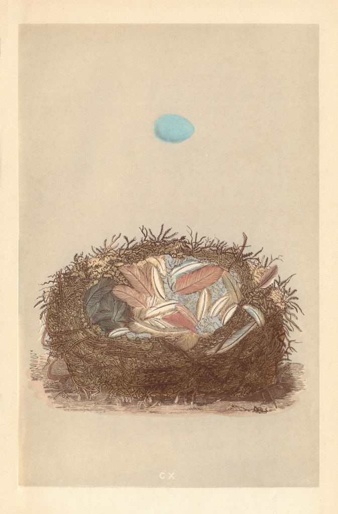 BRITISH BIRD EGGS & NESTS. Redstart. MORRIS 1866 old antique print picture