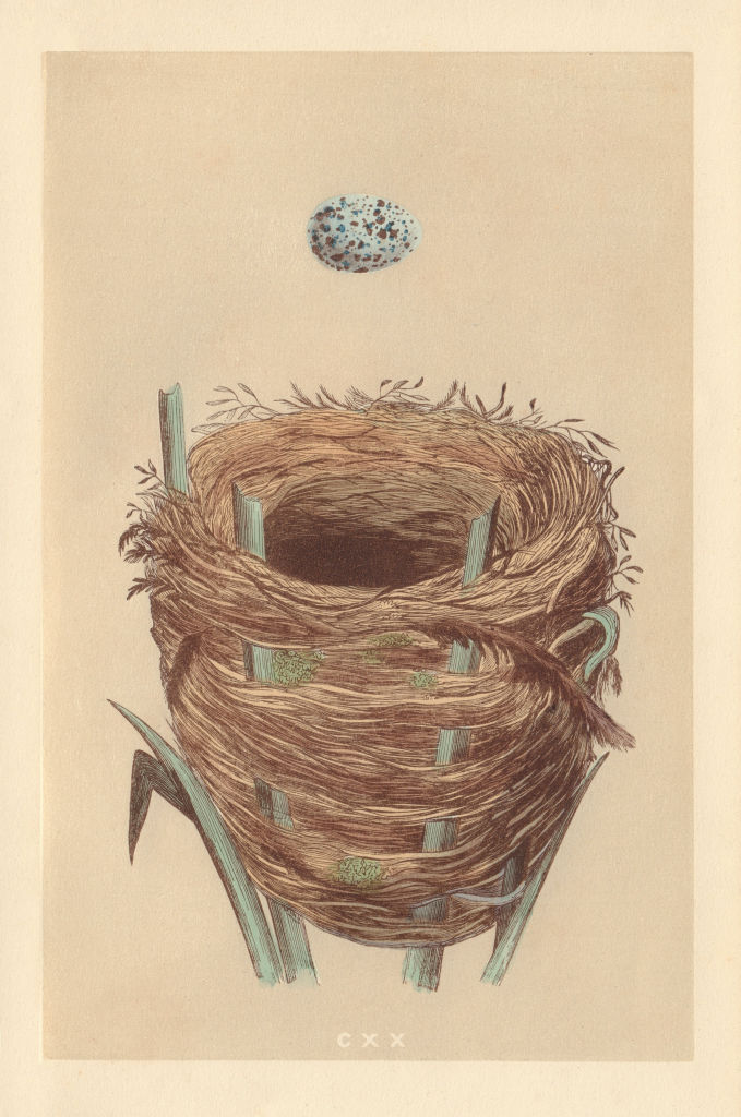 BRITISH BIRD EGGS & NESTS. Great Sedge Warbler. MORRIS 1866 old antique print