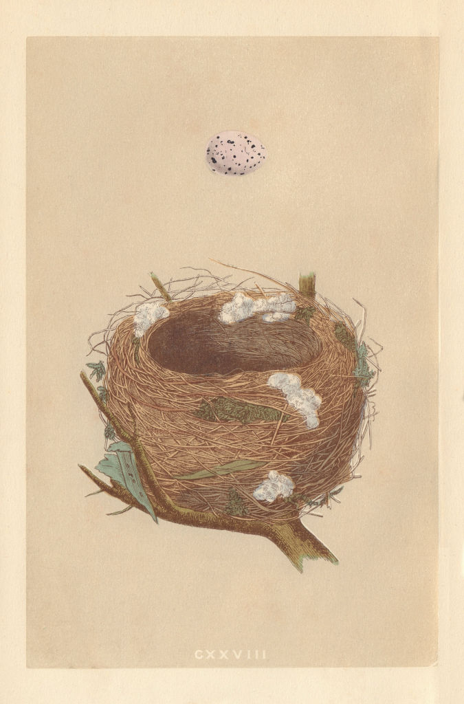 BRITISH BIRD EGGS & NESTS. Willow Warbler. MORRIS 1866 old antique print
