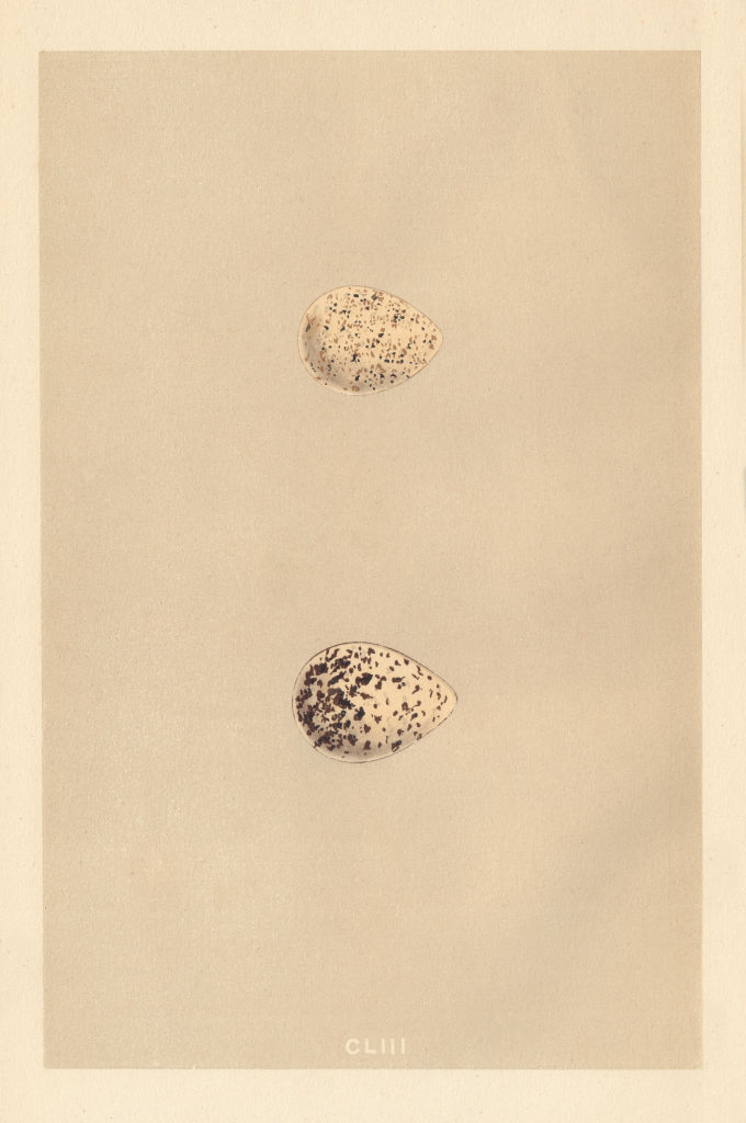 BRITISH BIRD EGGS. Ringed Dotterel. MORRIS 1866 old antique print picture