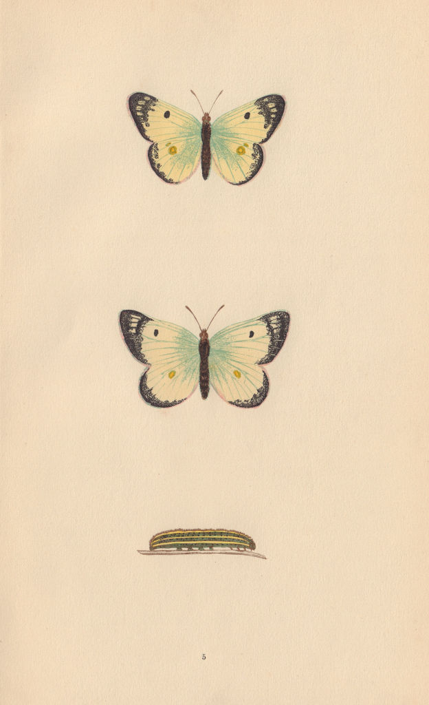 BRITISH BUTTERFLIES. Pale Clouded Yellow. MORRIS 1865 old antique print