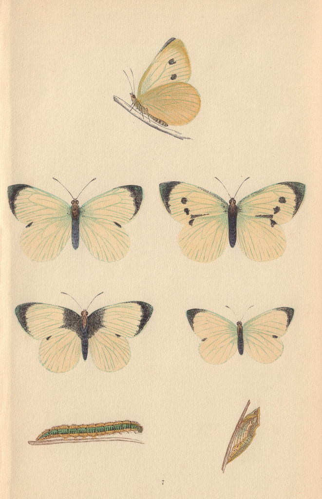 BRITISH BUTTERFLIES. Large White. MORRIS 1865 old antique print picture