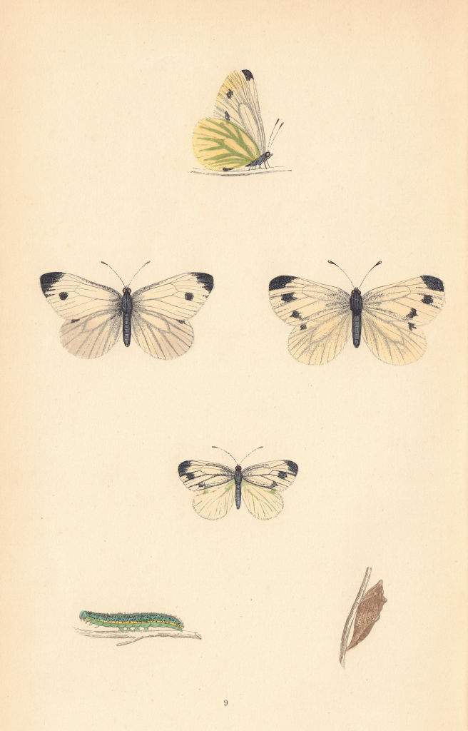 BRITISH BUTTERFLIES. Green Veined. MORRIS 1865 old antique print picture