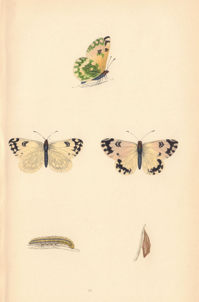 BRITISH BUTTERFLIES. Chequered White. MORRIS 1865 old antique print picture