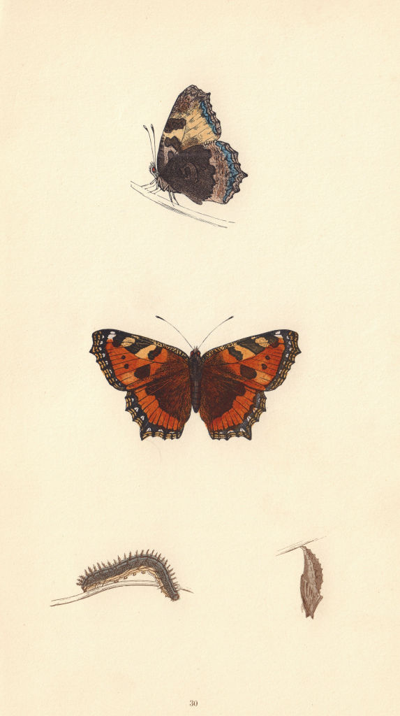 BRITISH BUTTERFLIES. Small Tortoise-shell. MORRIS 1865 old antique print