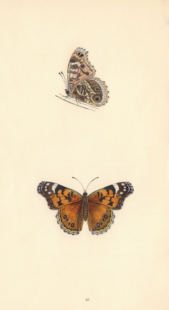 BRITISH BUTTERFLIES. Scarce Painted Lady. MORRIS 1865 old antique print