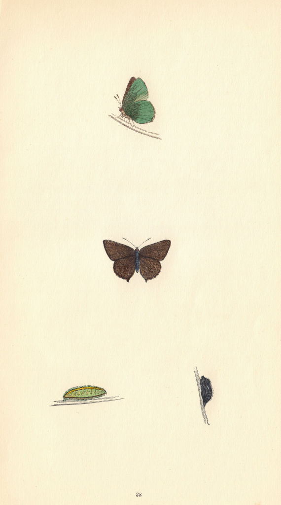 BRITISH BUTTERFLIES. Green Hairstreak. MORRIS 1865 old antique print picture