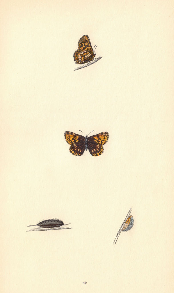 BRITISH BUTTERFLIES. Duke of Burgundy Fritillary. MORRIS 1865 old print