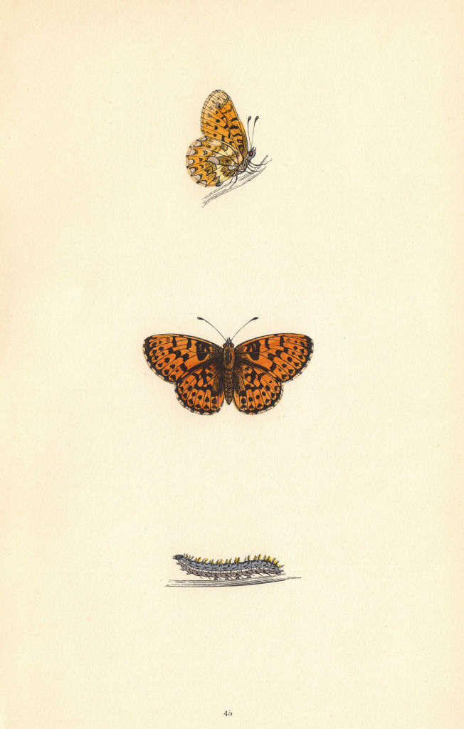 BRITISH BUTTERFLIES. Pearl-bordered Fritillary. MORRIS 1865 old antique print