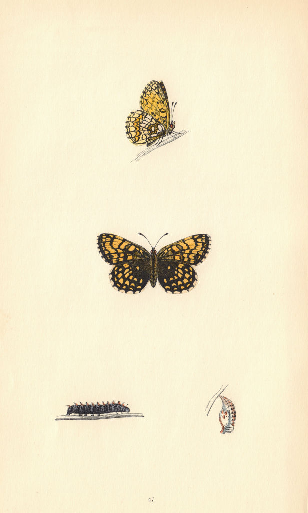 BRITISH BUTTERFLIES. Pearl-bordered Likeness Fritillary. MORRIS 1865 old print
